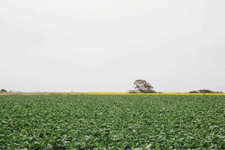 Somalia is facing another food crisis here's why and what can be done to stop the cycle