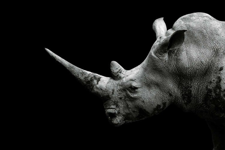 Police officer faces charges for illegal dealing in rhino horns