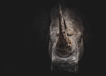 Rhino poachers sentenced in time for World Rhino Day