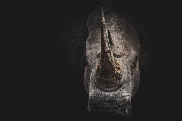 Rhino poachers sentenced in time for World Rhino Day