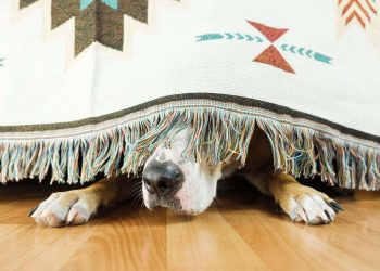 It's Fireworks Season - prepare and protect your animals
