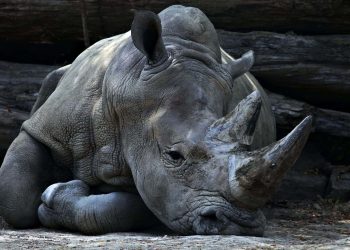 Man arrested for trying to smuggle six rhino horns out of the country