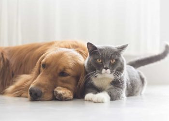 Sterilisation of cats and dogs now compulsory in Cape Town