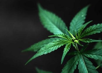 Cannabis Industry Regulations to be Fast-Tracked
