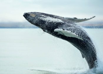 Celebrating World Whale Day 2022