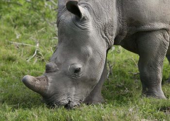 Rhino Hunting Permits Granted in South Africa