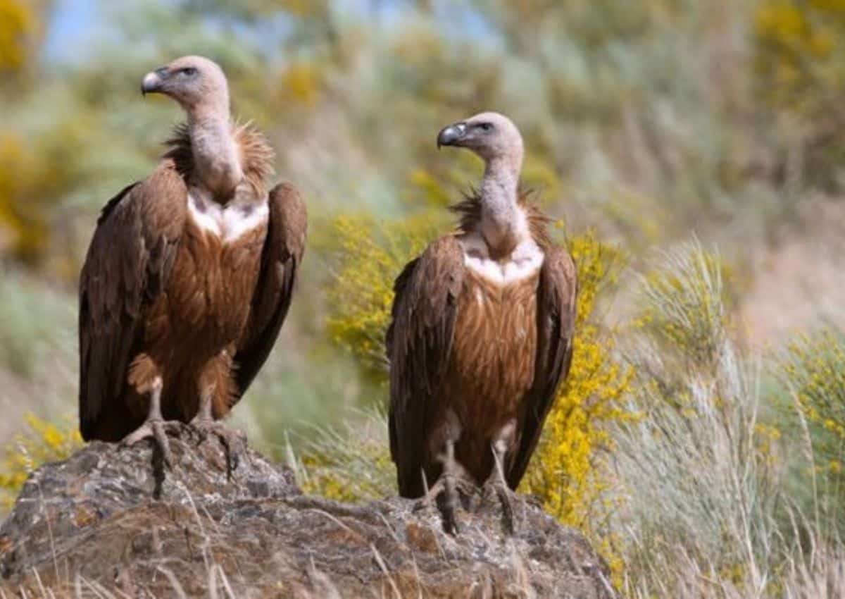 More than 100 vultures found dead in Kruger National Park